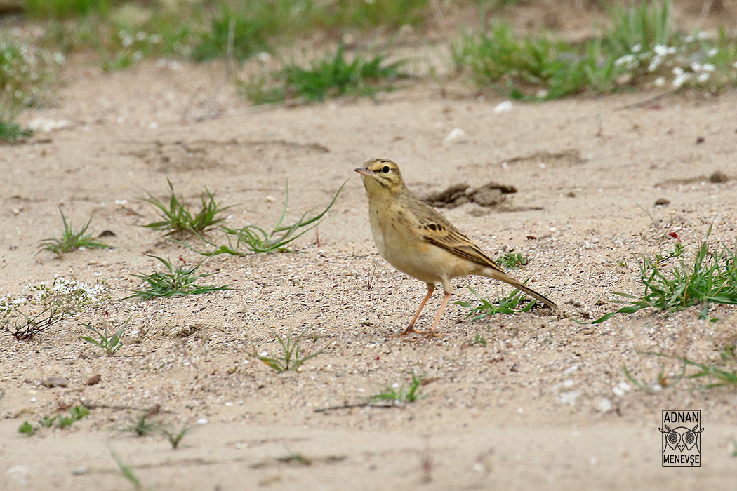 Tawny Pipit
